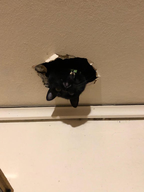 Funny Cats (15 pics) Funny Cats (15 pics)