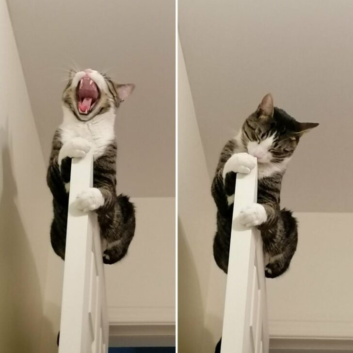 Funny Cats (15 pics) Funny Cats (15 pics)