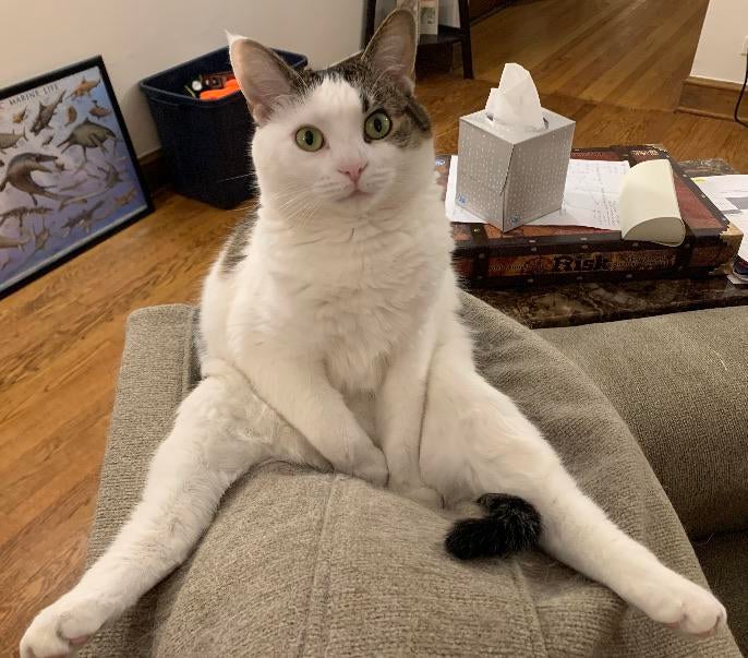 Funny Cats (15 pics) Funny Cats (15 pics)