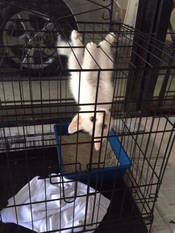 Funny Cats (15 pics) Funny Cats (15 pics)