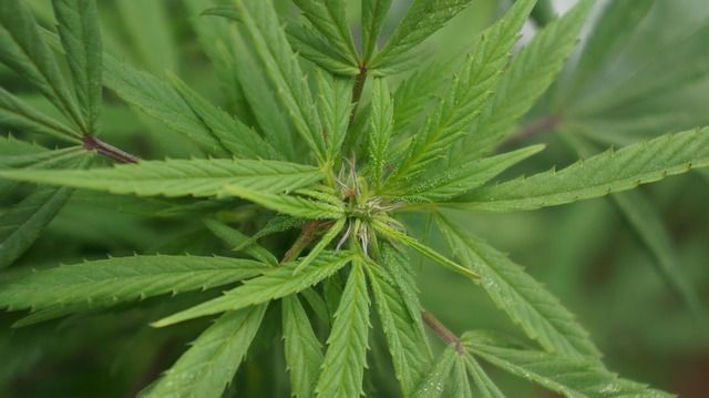 Medical Cannabis Products: Weed.de Closes the Education Gap Doctors Leave Open Medical Cannabis Products: Weed.de Closes the Education Gap Doctors Leave Open