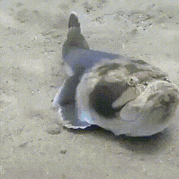 Acid GIFs, February 10 (25 gifs) Acid GIFs, February 10 (25 gifs)