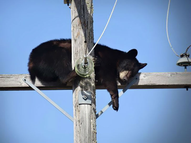 Funny Animals (25 pics) Funny Animals (25 pics)