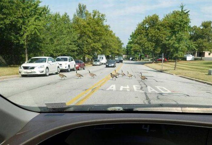 Daily Pictures. Part 1 (67 pics) Daily Pictures. Part 1 (67 pics)