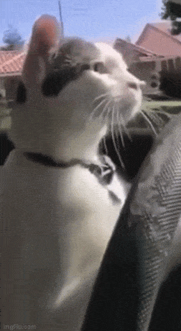 Acid GIFs, February 16 (25 gifs) Acid GIFs, February 16 (25 gifs)