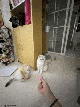 Acid GIFs, February 16 (25 gifs) Acid GIFs, February 16 (25 gifs)