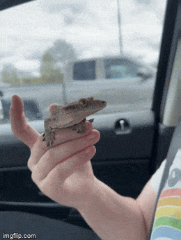 Acid GIFs, February 16 (25 gifs) Acid GIFs, February 16 (25 gifs)