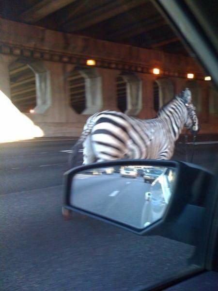 Daily Pictures. Part 1 (68 pics)