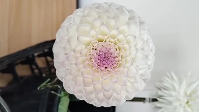 Photos For Perfectionists (18 pics) Photos For Perfectionists (18 pics)