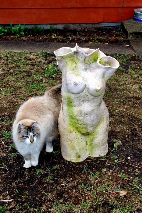 Strange Finds In The Forests (15 pics)