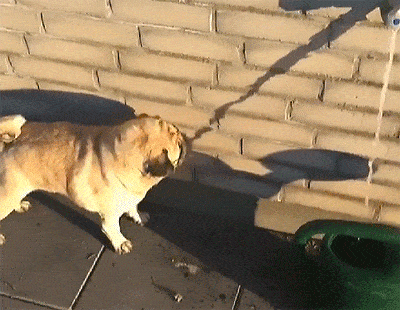 Acid GIFs, February 19 (25 gifs) Acid GIFs, February 19 (25 gifs)