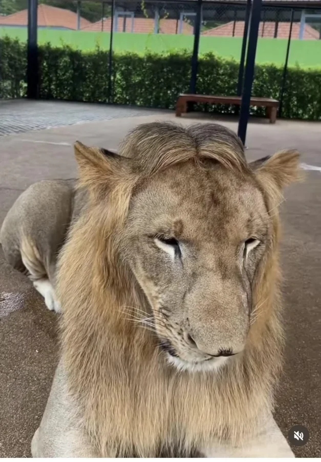 Awful Haircuts (15 pics) Awful Haircuts (15 pics)