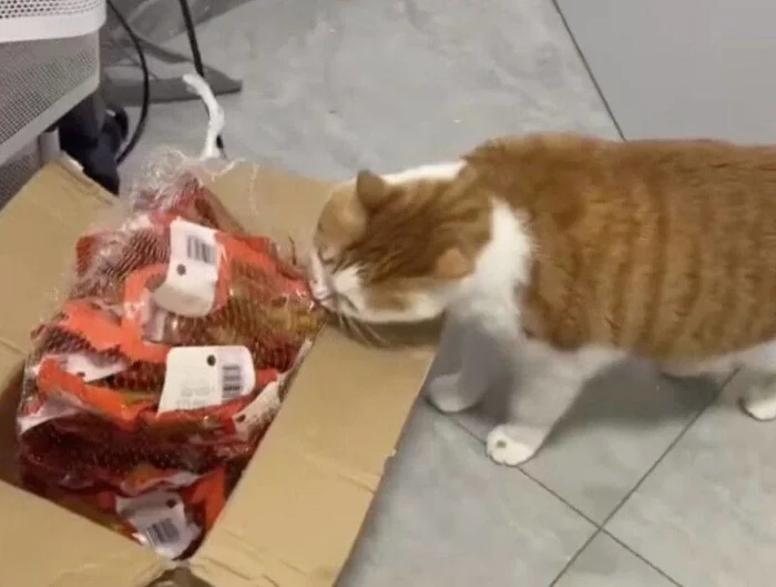 Cute Thieves (20 pics) Cute Thieves (20 pics)