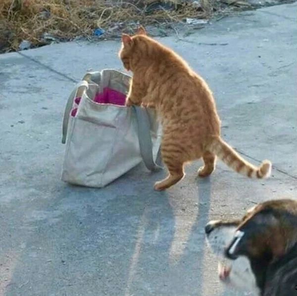 Cute Thieves (20 pics) Cute Thieves (20 pics)