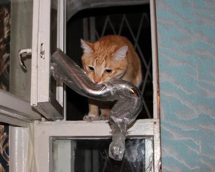 Cute Thieves (20 pics) Cute Thieves (20 pics)