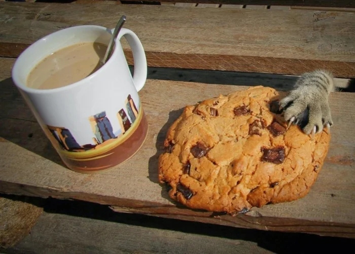 Cute Thieves (20 pics) Cute Thieves (20 pics)