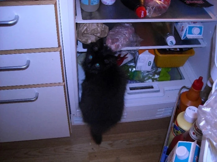 Cute Thieves (20 pics) Cute Thieves (20 pics)