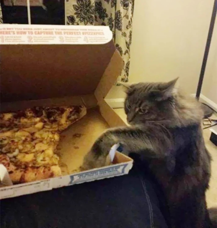 Cute Thieves (20 pics) Cute Thieves (20 pics)