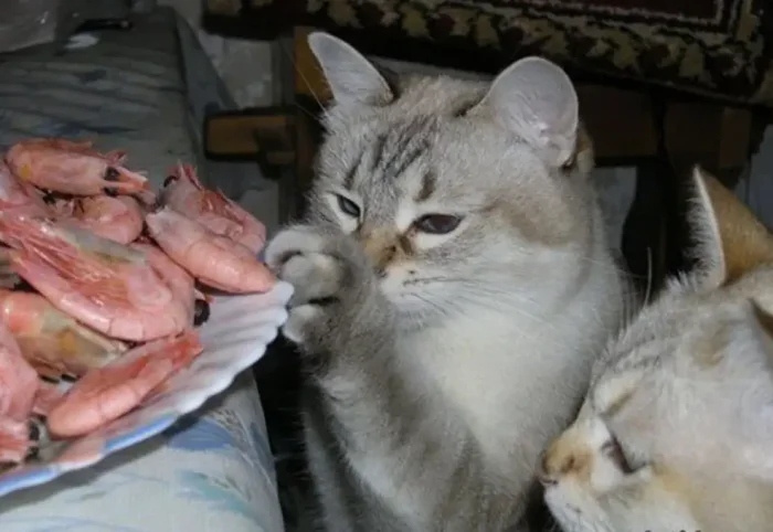 Cute Thieves (20 pics) Cute Thieves (20 pics)