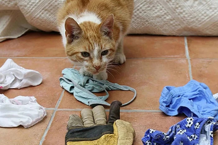 Cute Thieves (20 pics) Cute Thieves (20 pics)