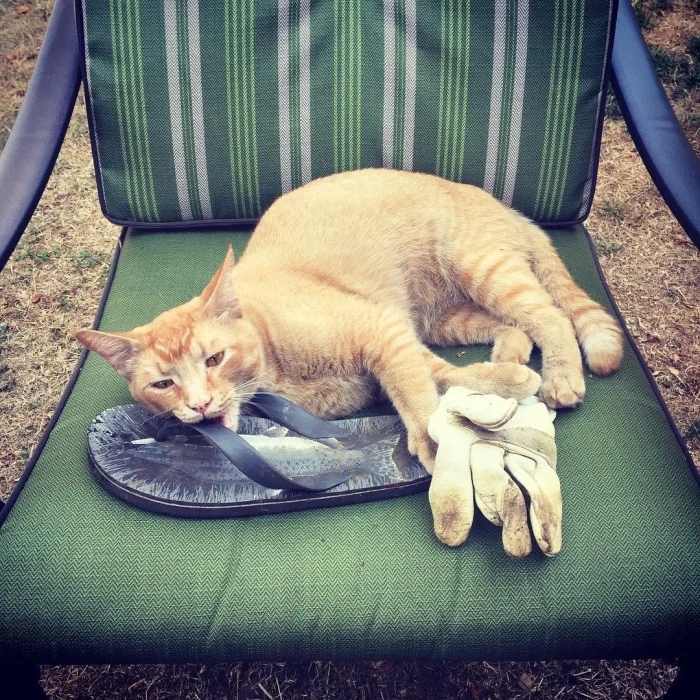 Cute Thieves (20 pics) Cute Thieves (20 pics)