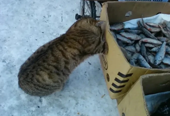 Cute Thieves (20 pics) Cute Thieves (20 pics)