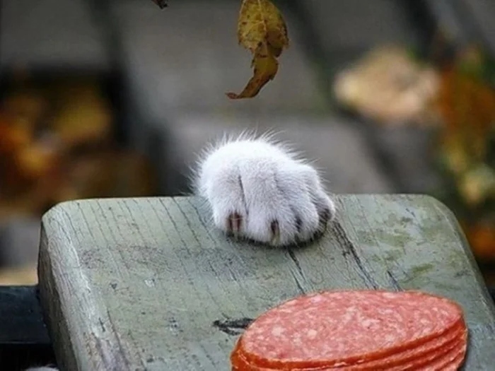 Cute Thieves (20 pics) Cute Thieves (20 pics)