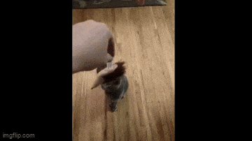 Acid GIFs, February 23 (25 gifs) Acid GIFs, February 23 (25 gifs)