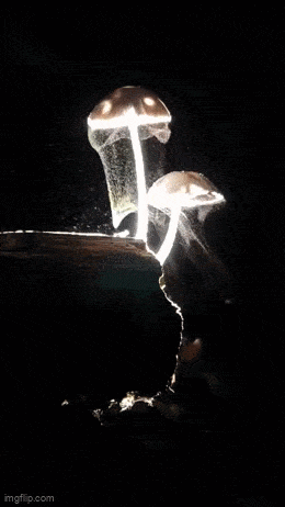 Acid GIFs, February 24 (25 gifs) Acid GIFs, February 24 (25 gifs)