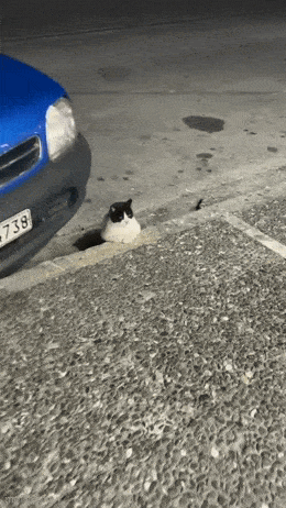 Acid GIFs, February 24 (25 gifs) Acid GIFs, February 24 (25 gifs)