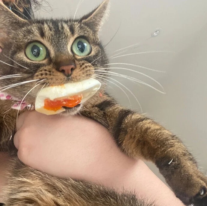 Funny Cats (23 pics) Funny Cats (23 pics)