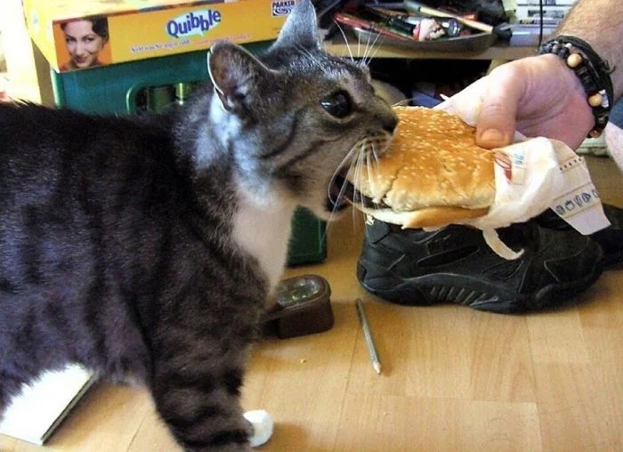 Funny Cats (23 pics) Funny Cats (23 pics)