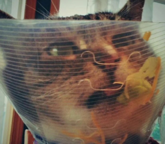 Funny Cats (23 pics) Funny Cats (23 pics)