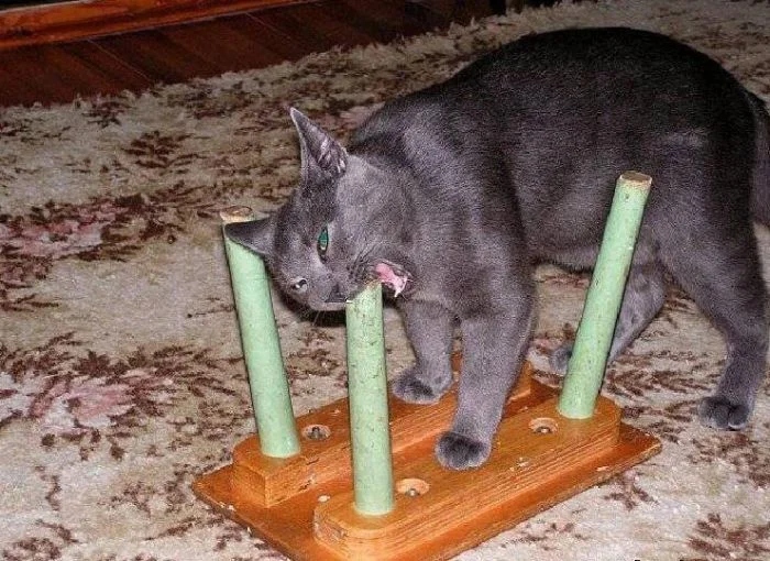 Funny Cats (23 pics) Funny Cats (23 pics)