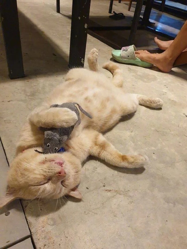 Funny Cats (23 pics) Funny Cats (23 pics)