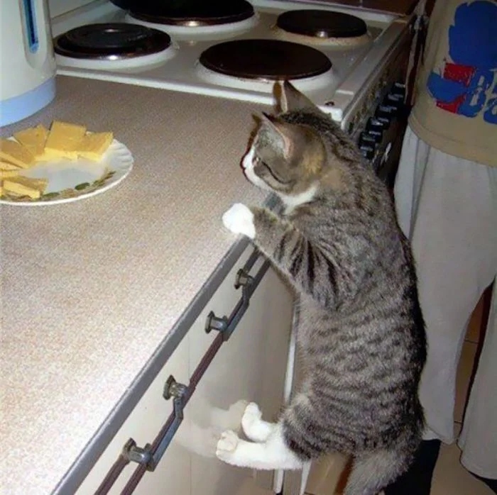 Funny Cats (23 pics) Funny Cats (23 pics)