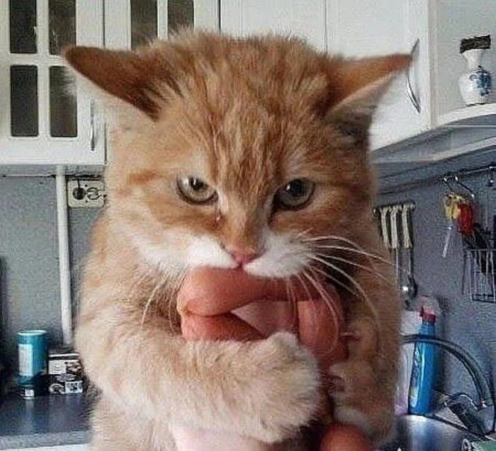 Funny Cats (23 pics) Funny Cats (23 pics)