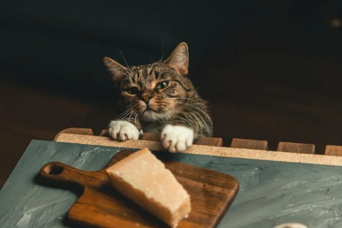 Funny Cats (23 pics) Funny Cats (23 pics)