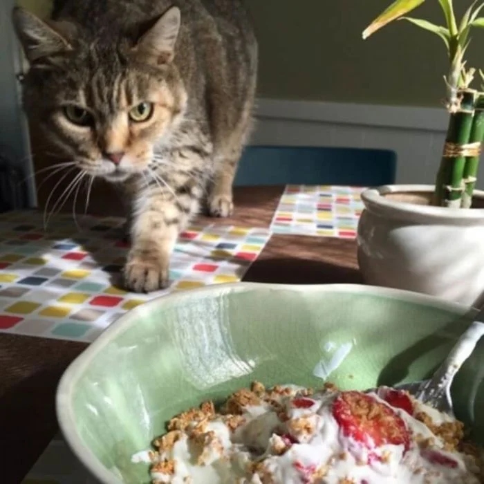 Funny Cats (23 pics) Funny Cats (23 pics)