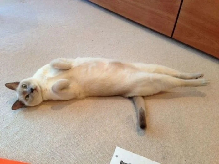 Funny Cats (23 pics) Funny Cats (23 pics)