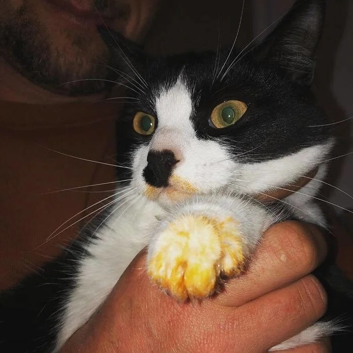 Funny Cats (23 pics)