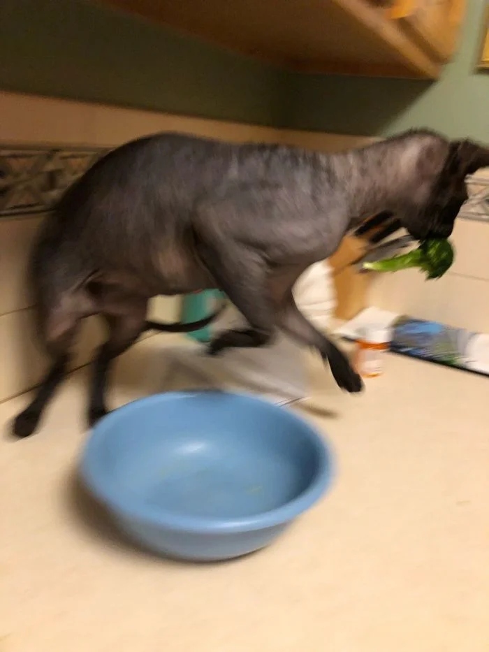 Funny Cats (23 pics) Funny Cats (23 pics)