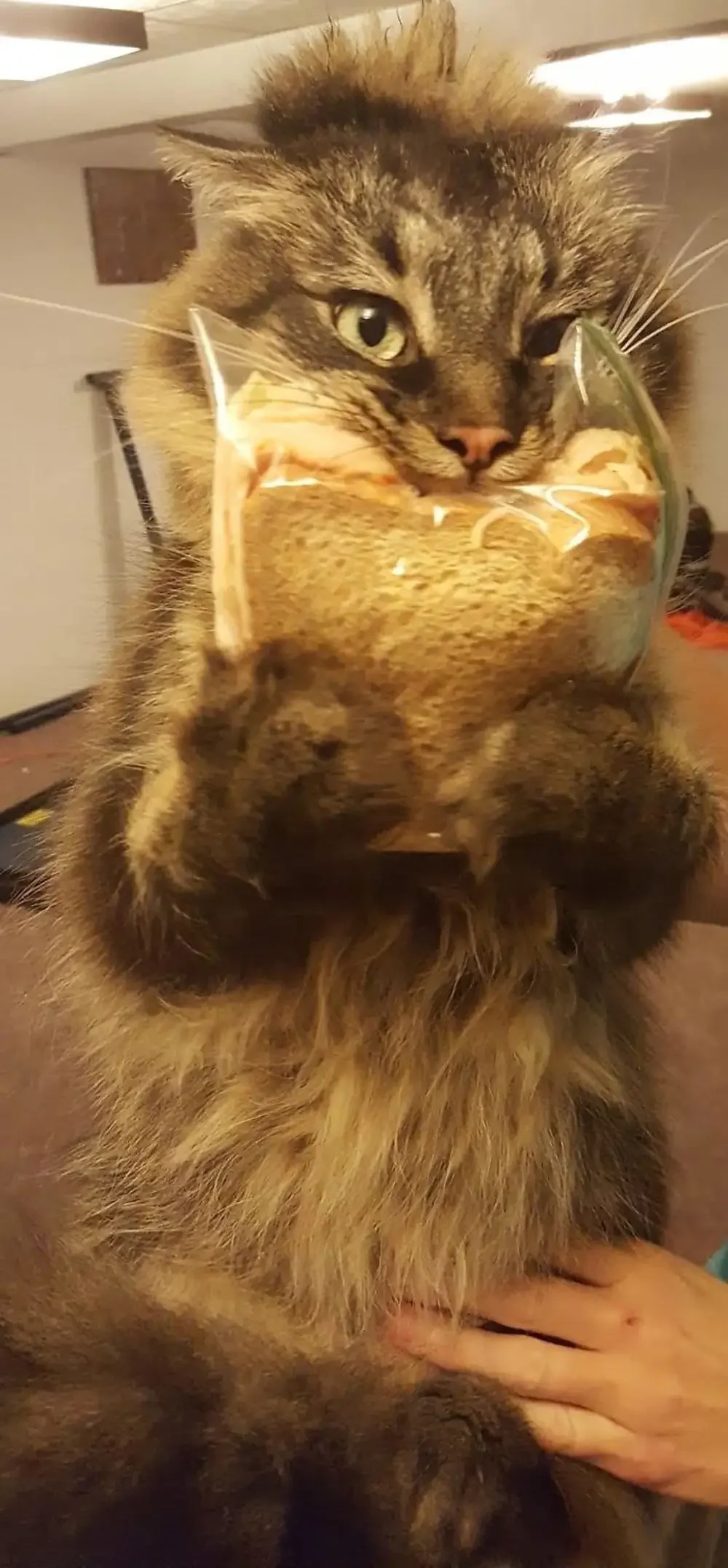 Funny Cats (23 pics) Funny Cats (23 pics)