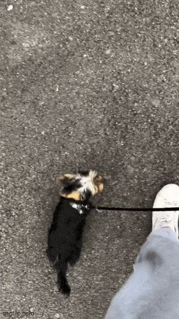 Acid GIFs, February 26 (25 gifs) Acid GIFs, February 26 (25 gifs)