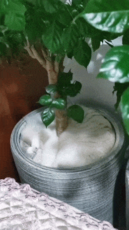 Acid GIFs, February 26 (25 gifs) Acid GIFs, February 26 (25 gifs)