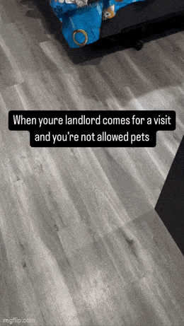 Acid GIFs, February 26 (25 gifs) Acid GIFs, February 26 (25 gifs)