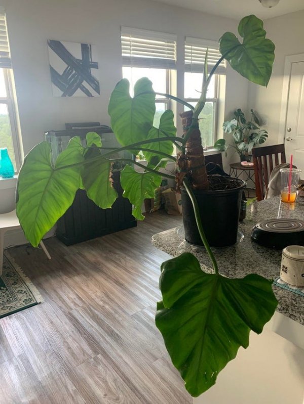 Optical Illusions (15 pics) Optical Illusions (15 pics)