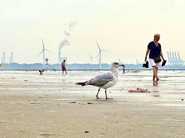 Optical Illusions (15 pics) Optical Illusions (15 pics)