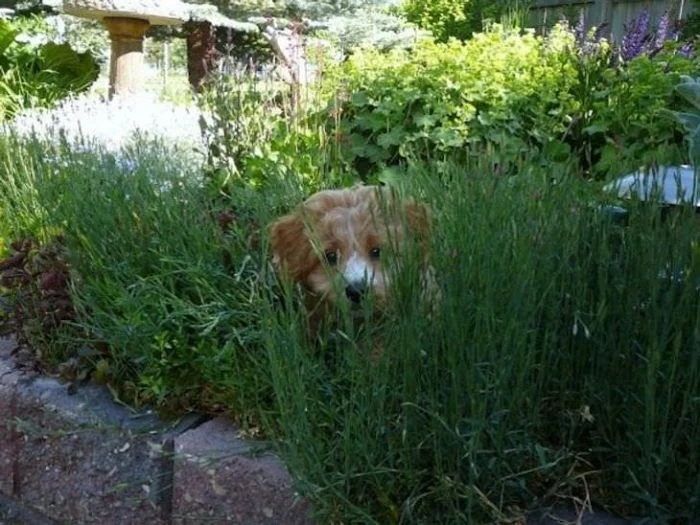 Funny Animals (23 pics) Funny Animals (23 pics)