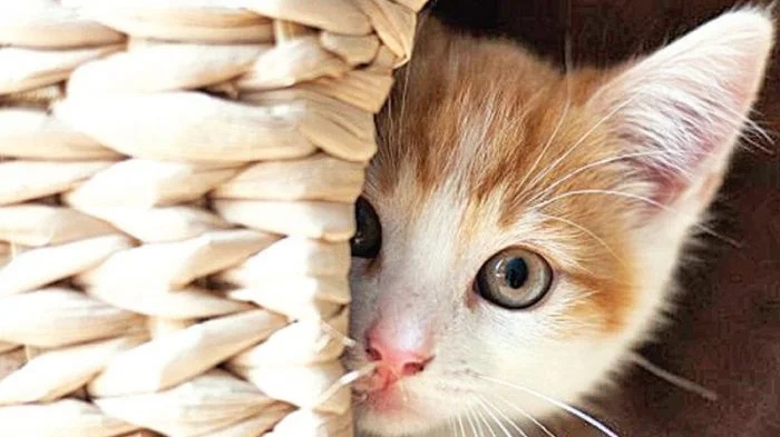 Funny Animals (23 pics) Funny Animals (23 pics)